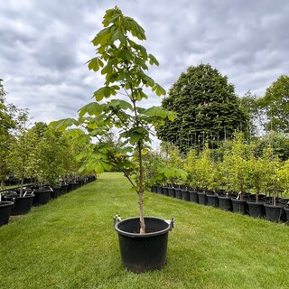 Aesculus hippocastanum (Paardenkastanje wit)
