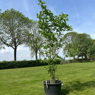 Ulmus leavis (Fladderiep)