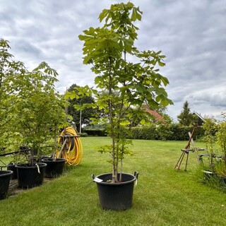 Aesculus hippocastanum (Paardenkastanje wit)