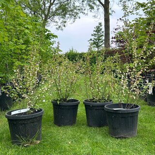 4x Prunus Glandulosa ‘Alba Plena’ (Witte Amandel)