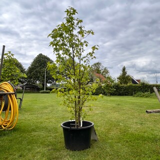 Liquidambar styraciflua (Amber boom)