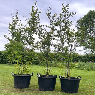 3x Amelancier lamarckii (Krentenboom)