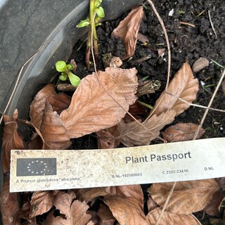 4x Prunus Glandulosa ‘Alba Plena’ (Witte Amandel)