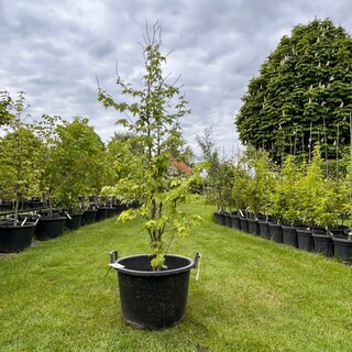 Liquidambar styraciflua (Amber boom)