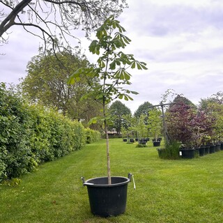 Aesculus hippocastanum (Paardenkastanje wit)