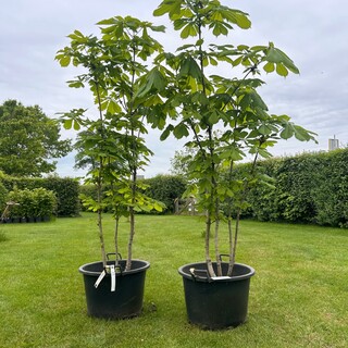 2x Aesculus hippocastanum (Paardenkastanje wit)