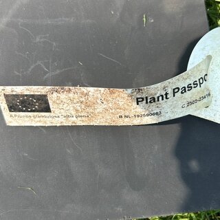 4x Prunus Glandulosa ‘Alba Plena’ (Witte Amandel)