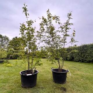 2x Amelancier lamarckii (Krentenboom)