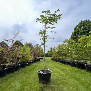 Ulmus leavis (Fladderiep)