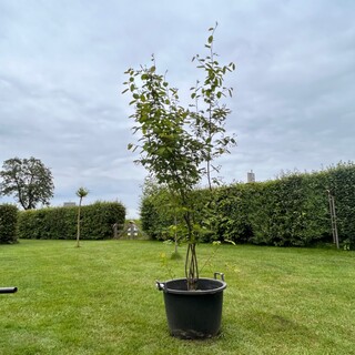 Amelancier lamarckii (Krentenboom)