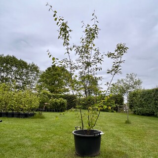 Amelancier lamarckii (Krentenboom)