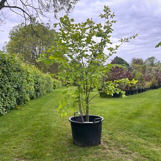 Ulmus leavis (Fladderiep)