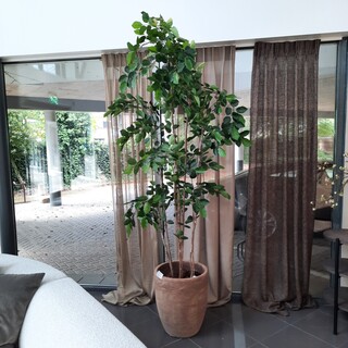 Kunstplant in pot Colours&Green, Beach Tree